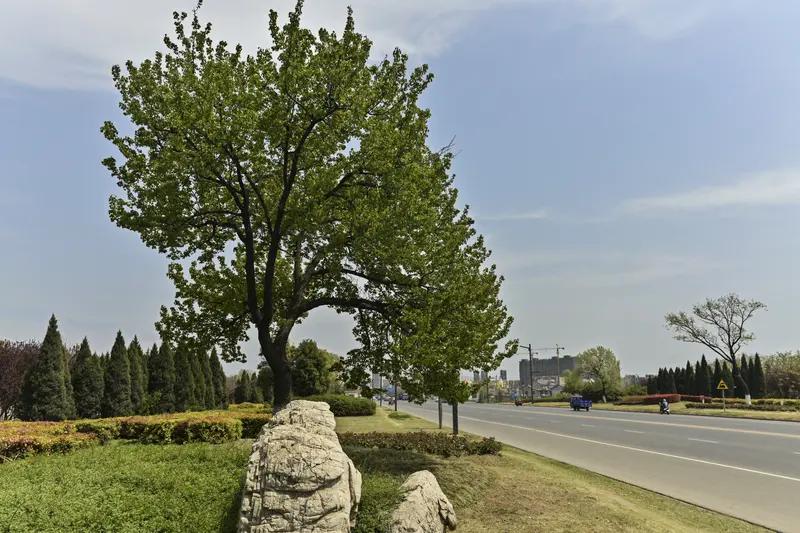 蚌埠路边风景，那叫一个绝！
仲春四月从蚌埠城区出发向北，沿途的画面就跟画儿似的。