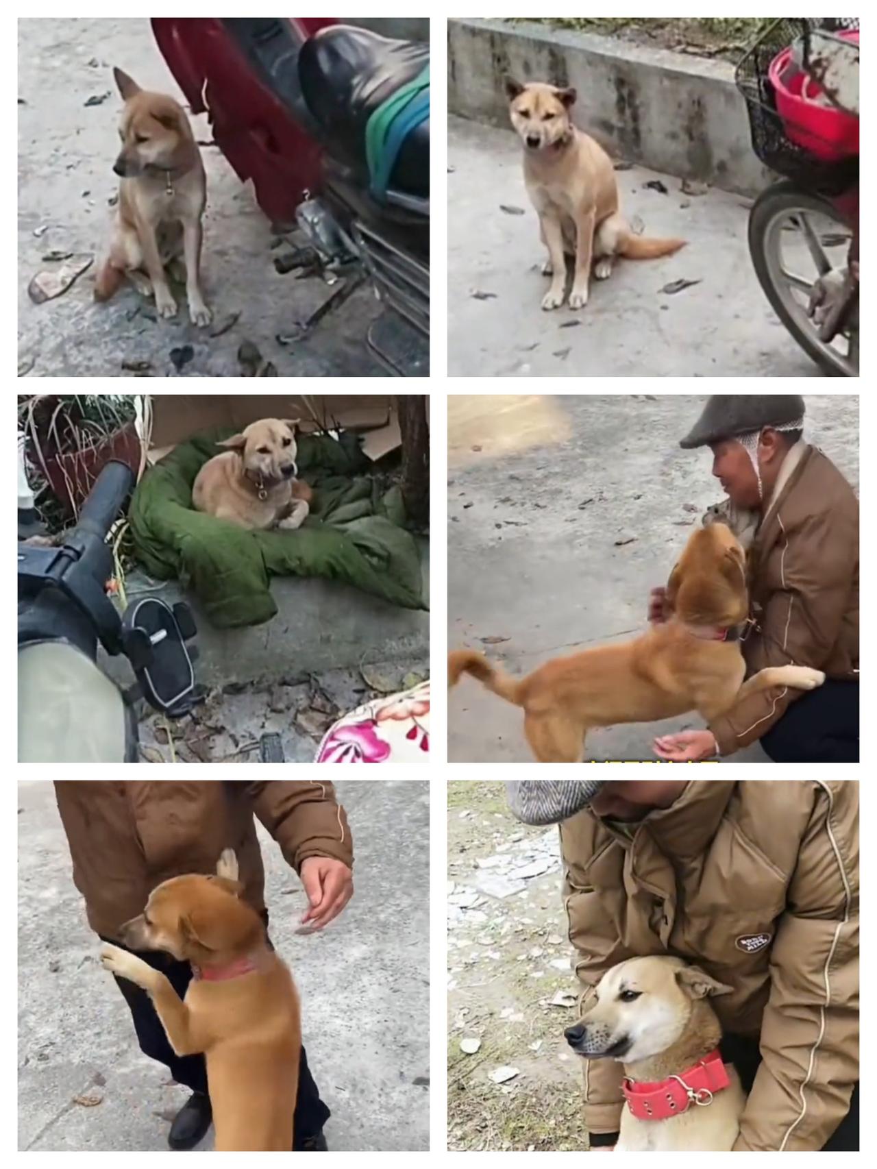 “解释不清了！”四川绵阳，男子骑车下山为狗取食摔倒住院。没想到，狗狗找到他的摩托