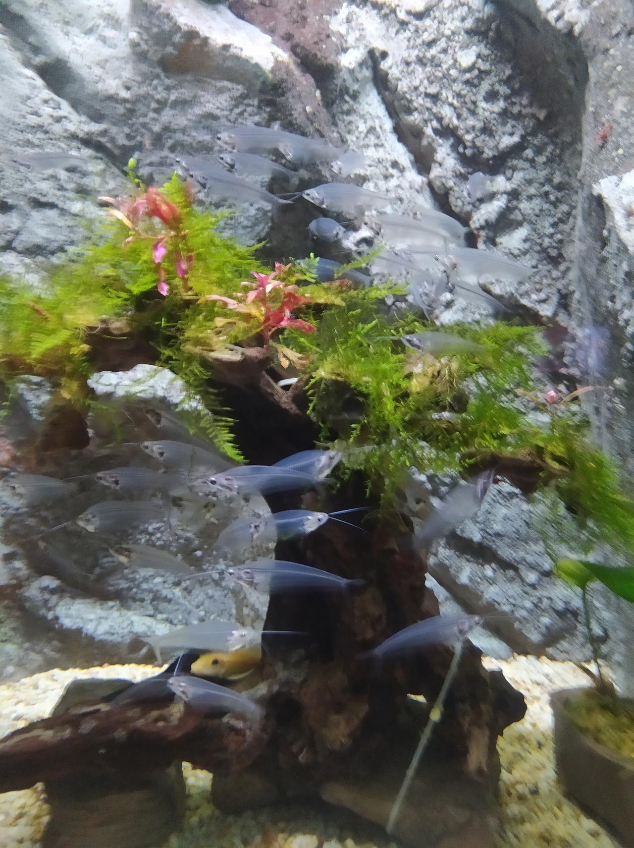 晒图笔记大赛这是什么鱼？都是透明的。