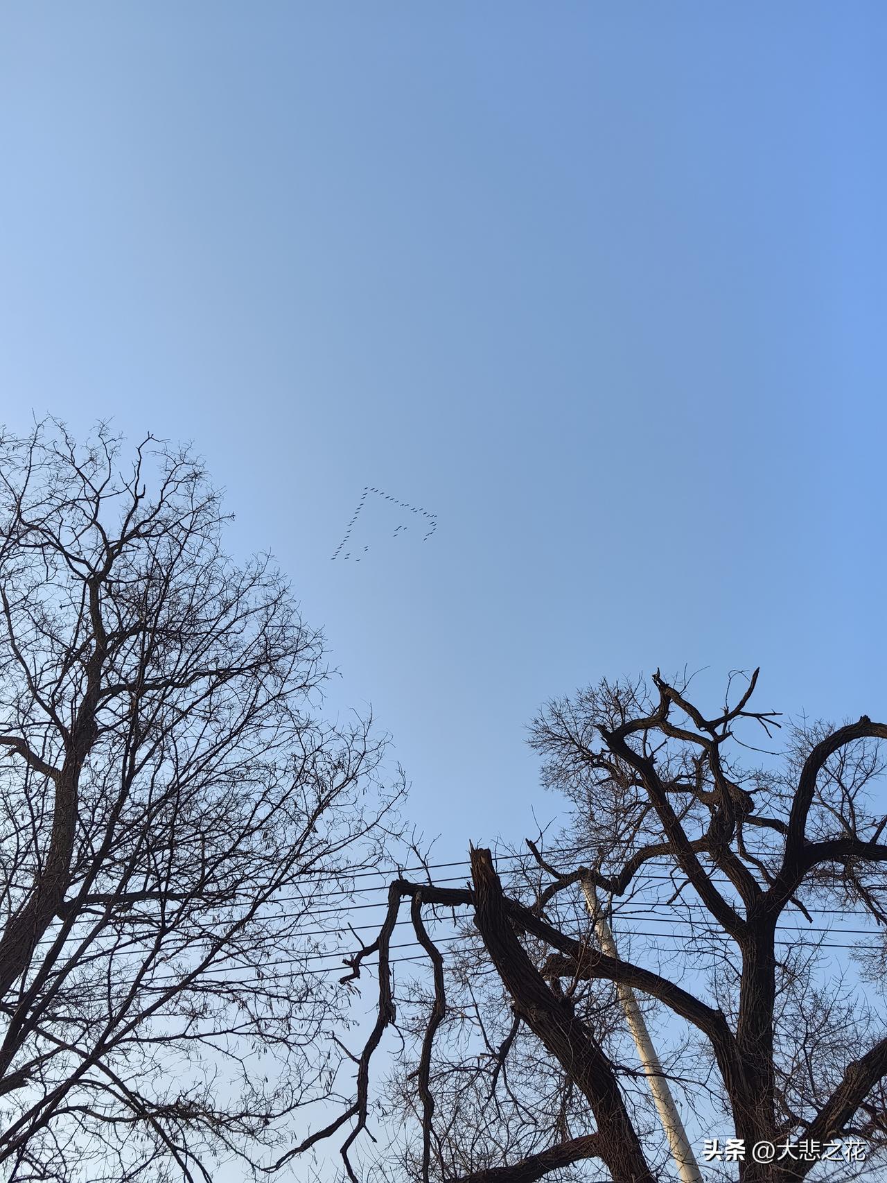 春来.雁归