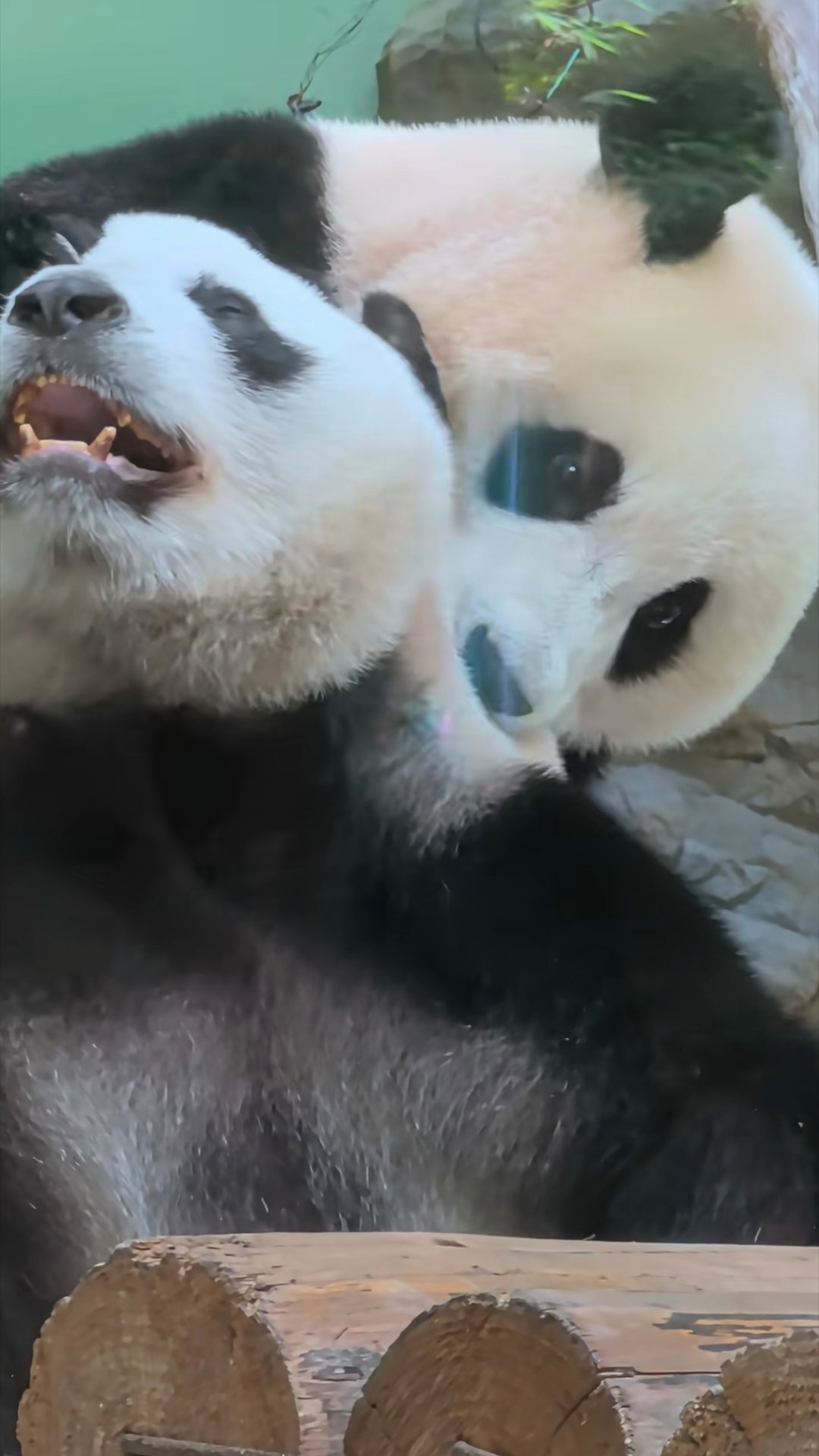 妹猪嗷萌萌的头，风水轮流转啊网页链接