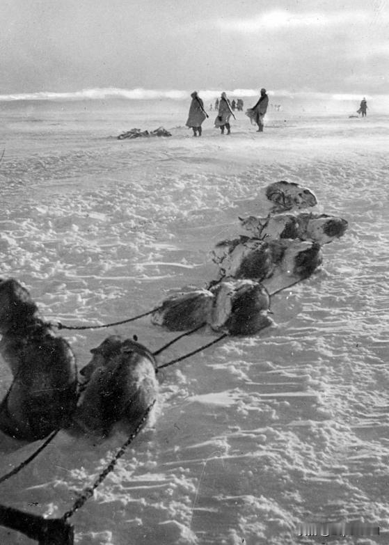 1941-1942 年冬季，德军第 6 山地师的雪橇犬在穿越科拉半岛苔原地带后，