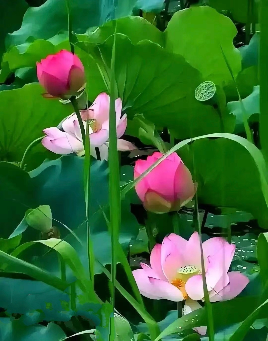 【你比想象中更加耀眼】🌸 夏日安好！愿你如这朵盛开的荷花——不惧风雨，不染淤泥
