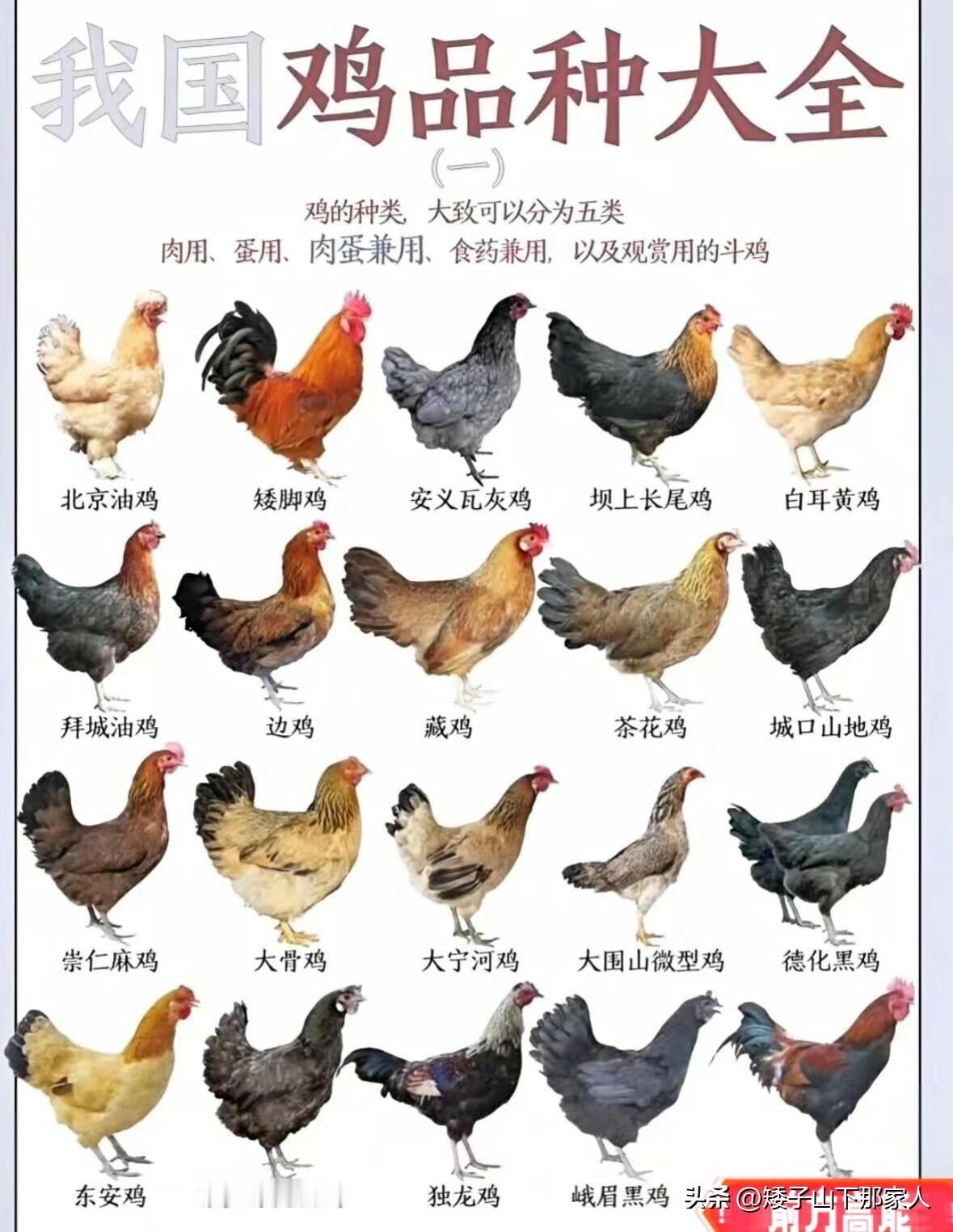 大吉大利，天天吃鸡！