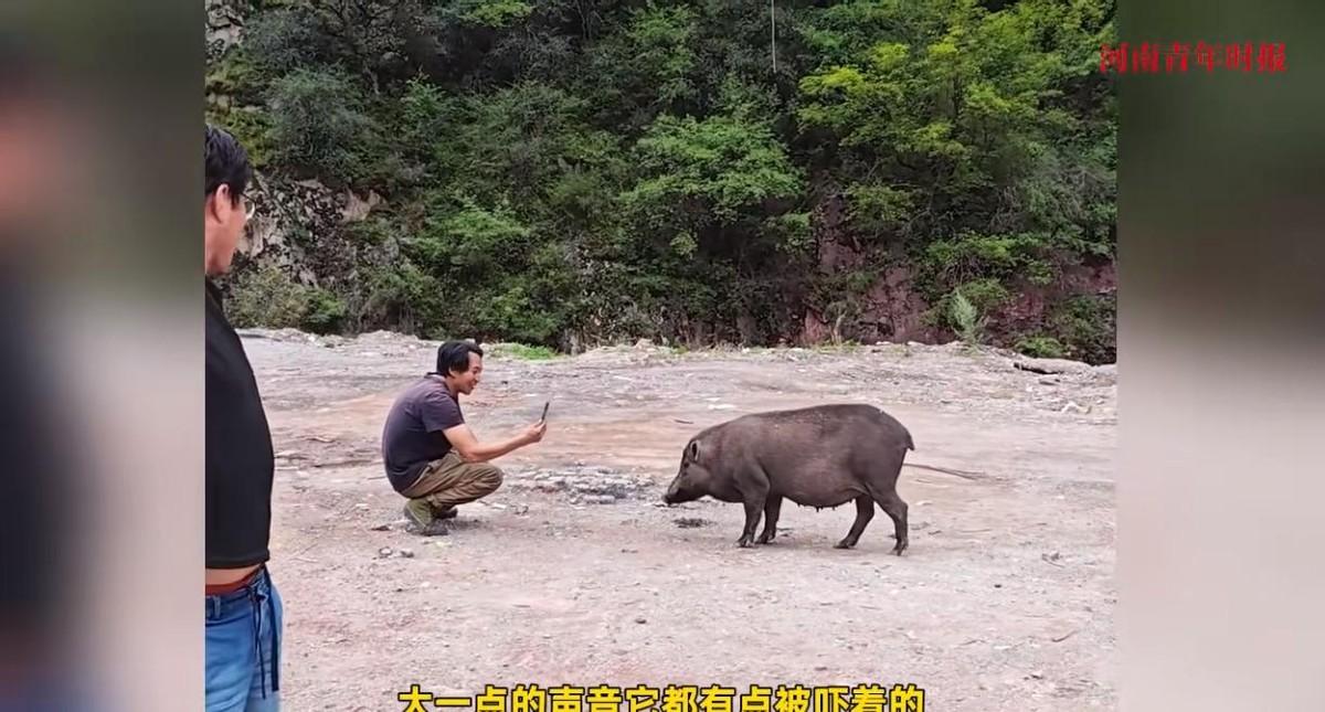 “离了个大谱！”男子在318国道上摆摊卖炒饭和米线，谁知竟遇到了一头野猪，他当时