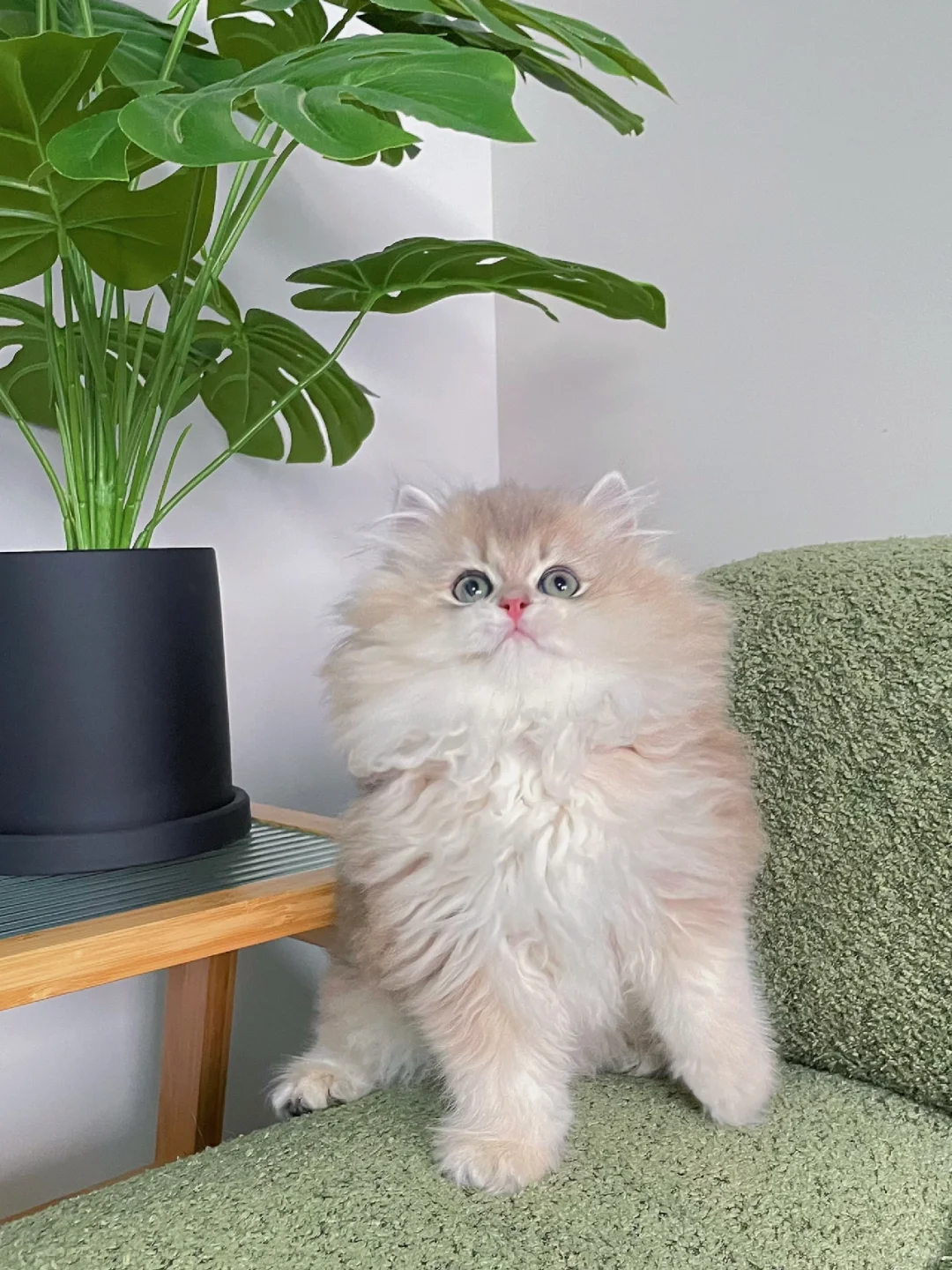 现猫找家🍭长毛蓝金渐层弟弟
