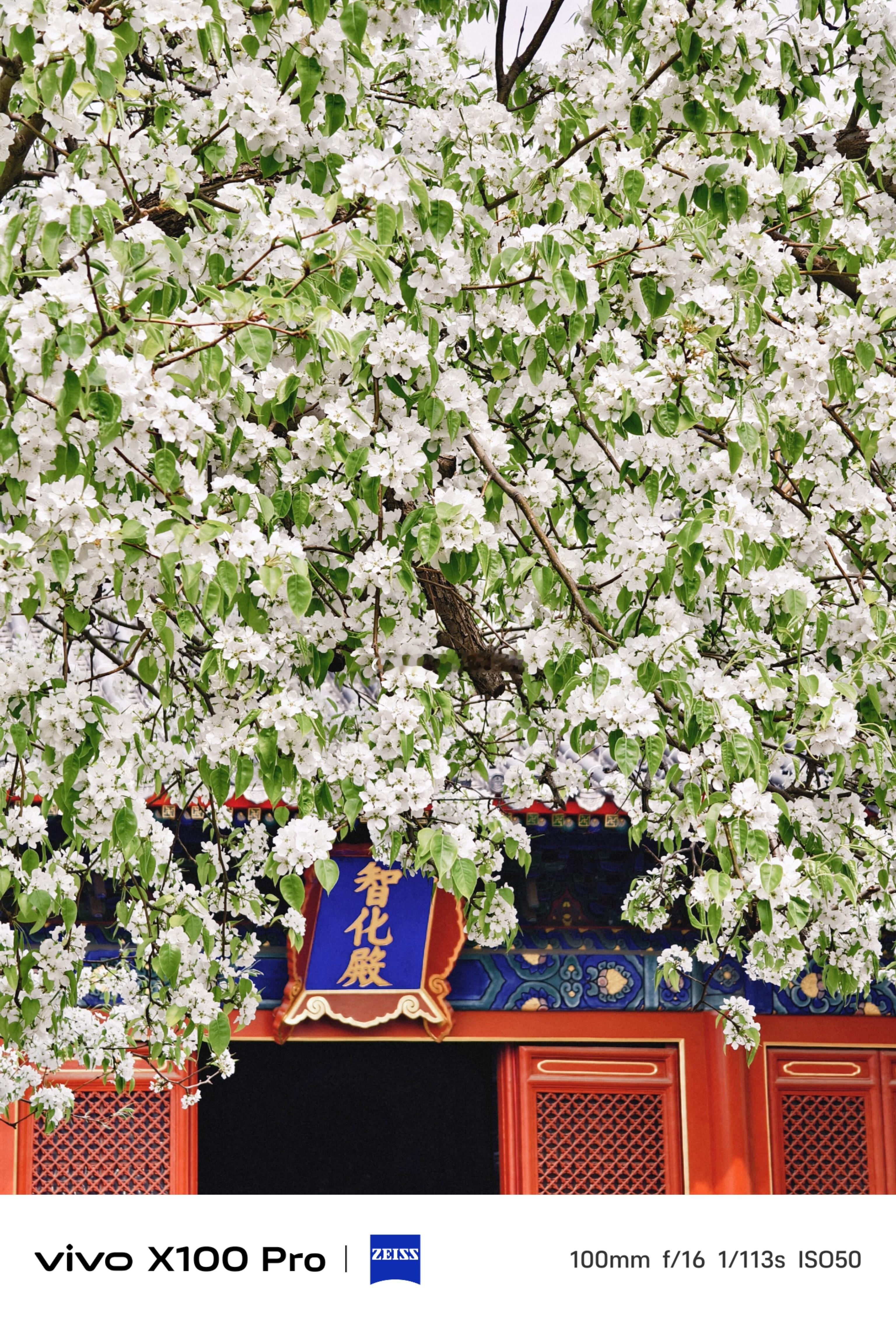 智化寺的梨花太美了，错过再等一年！摄影​​​