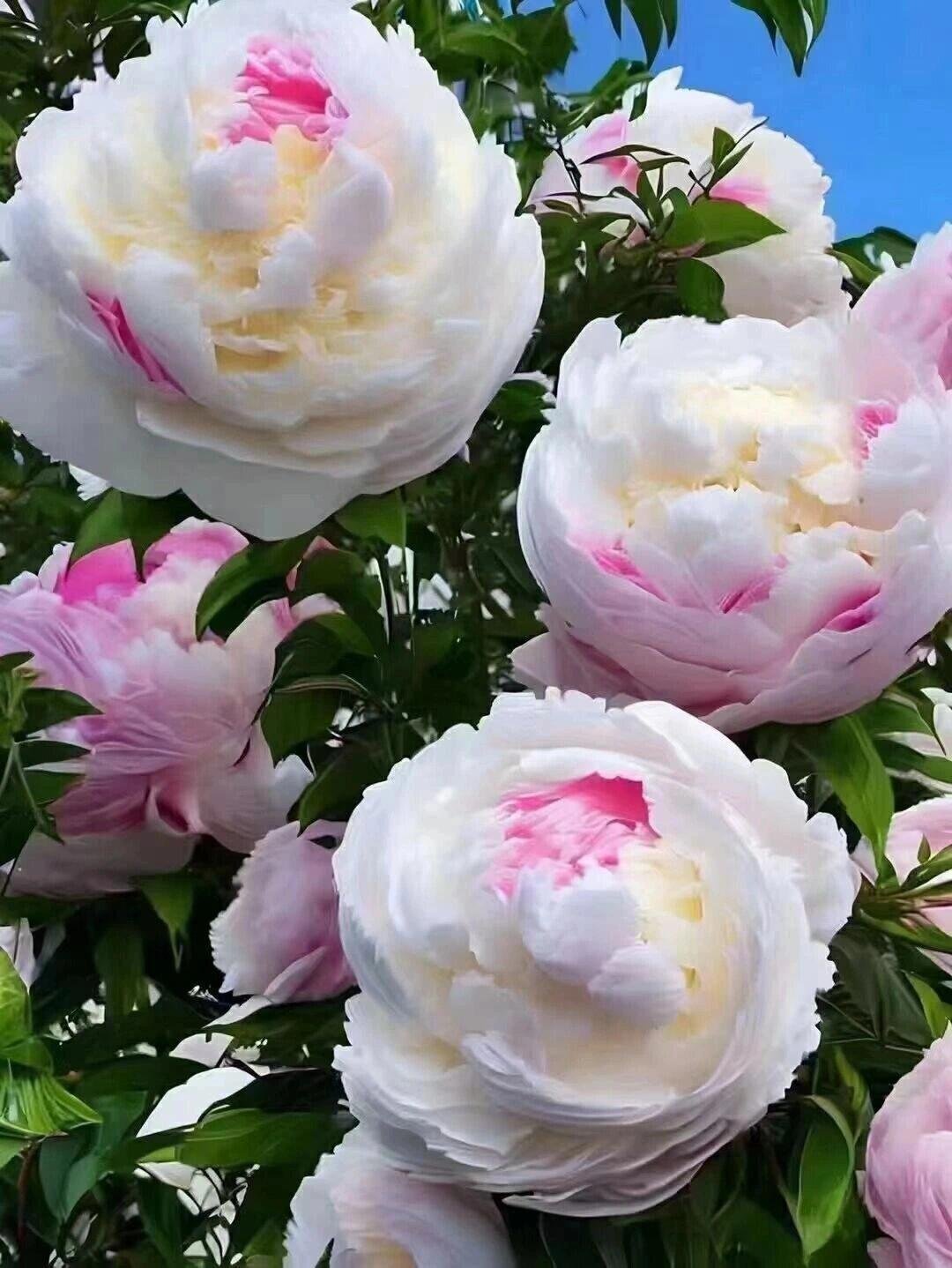 洛阳牡丹花太美了 唯有牡丹真国色，花开时节动京城。牡丹真的有点不上相，实际比拍出