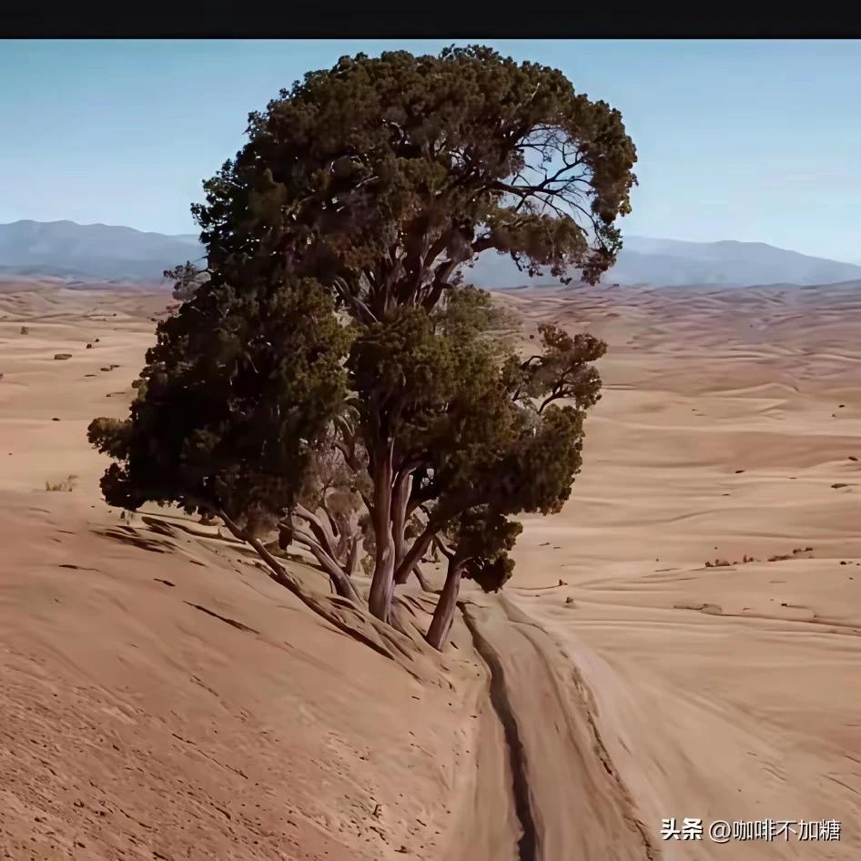 《自然力量》
一群树木长山边，
远看就像人头脸。
不是画家胜画家，
鬼斧神工大自