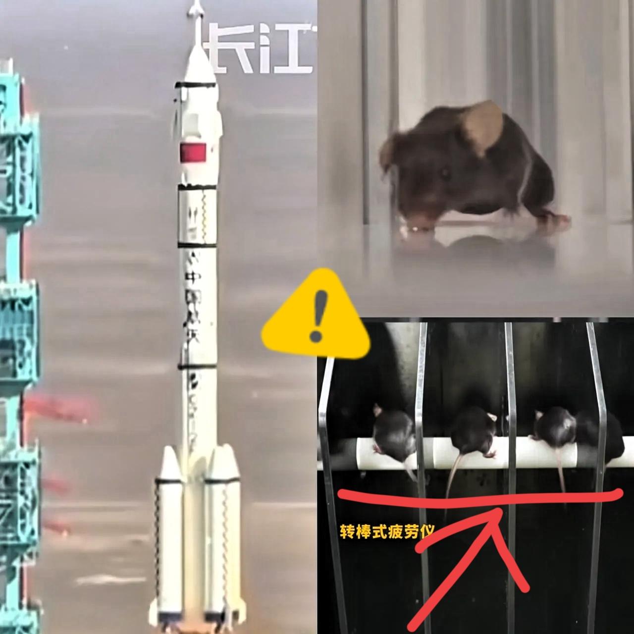 十二生肖鼠排第一
这回总算心服口服
咱空间站的“鼠航天员”，可是凭真本事杀出重围