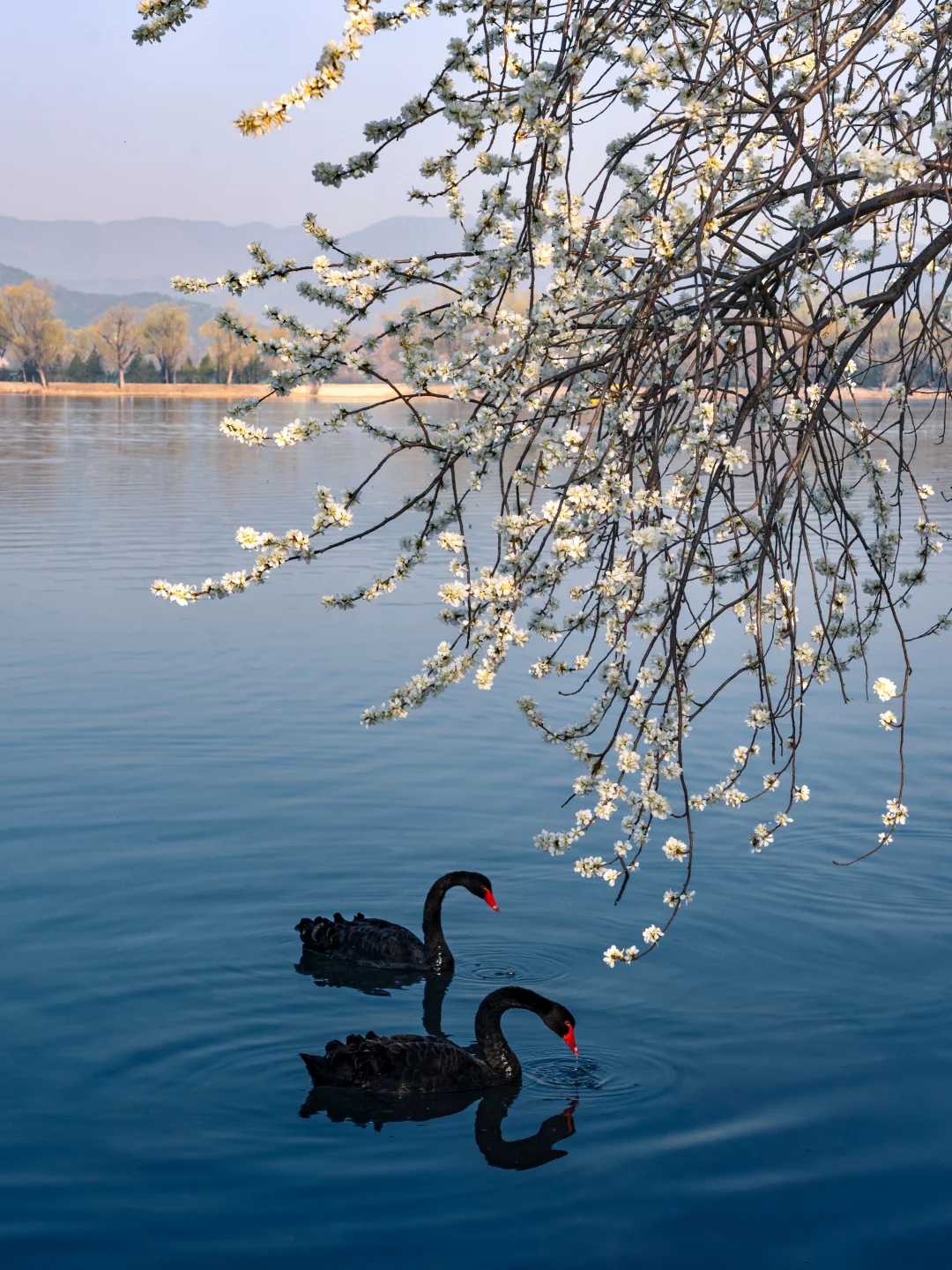 5点起床，终于在西堤拍到桃花树下黑天鹅