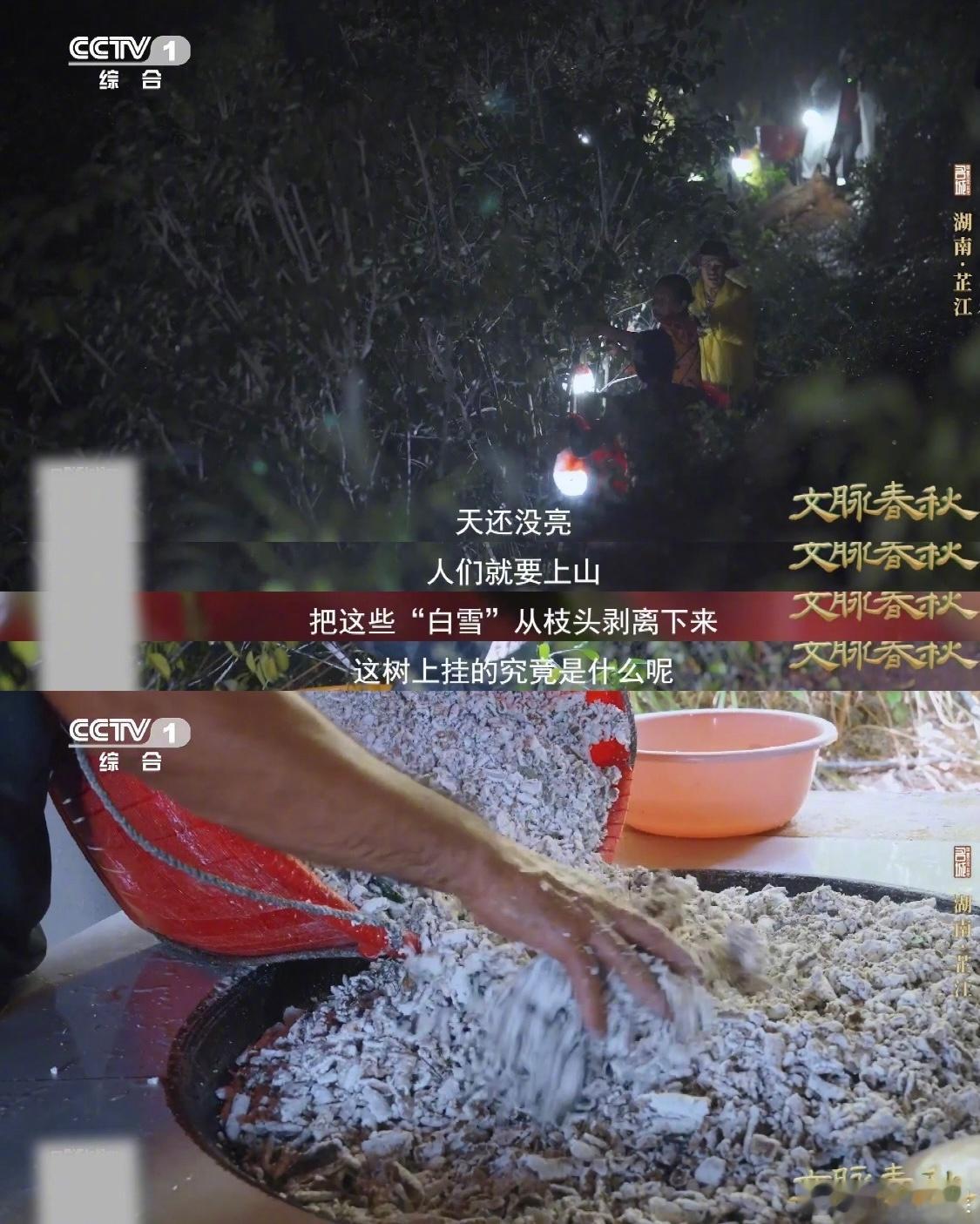 盛夏山林里的白色枝条是啥 盛夏的湖南芷江，山林里有些树枝挂满“白雪”，走近一看，