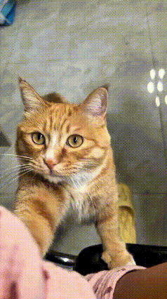 我看了好几遍这只小橘猫，真是太懂事通人性了。它一个劲扒拉主人的胳膊，主动招呼人陪