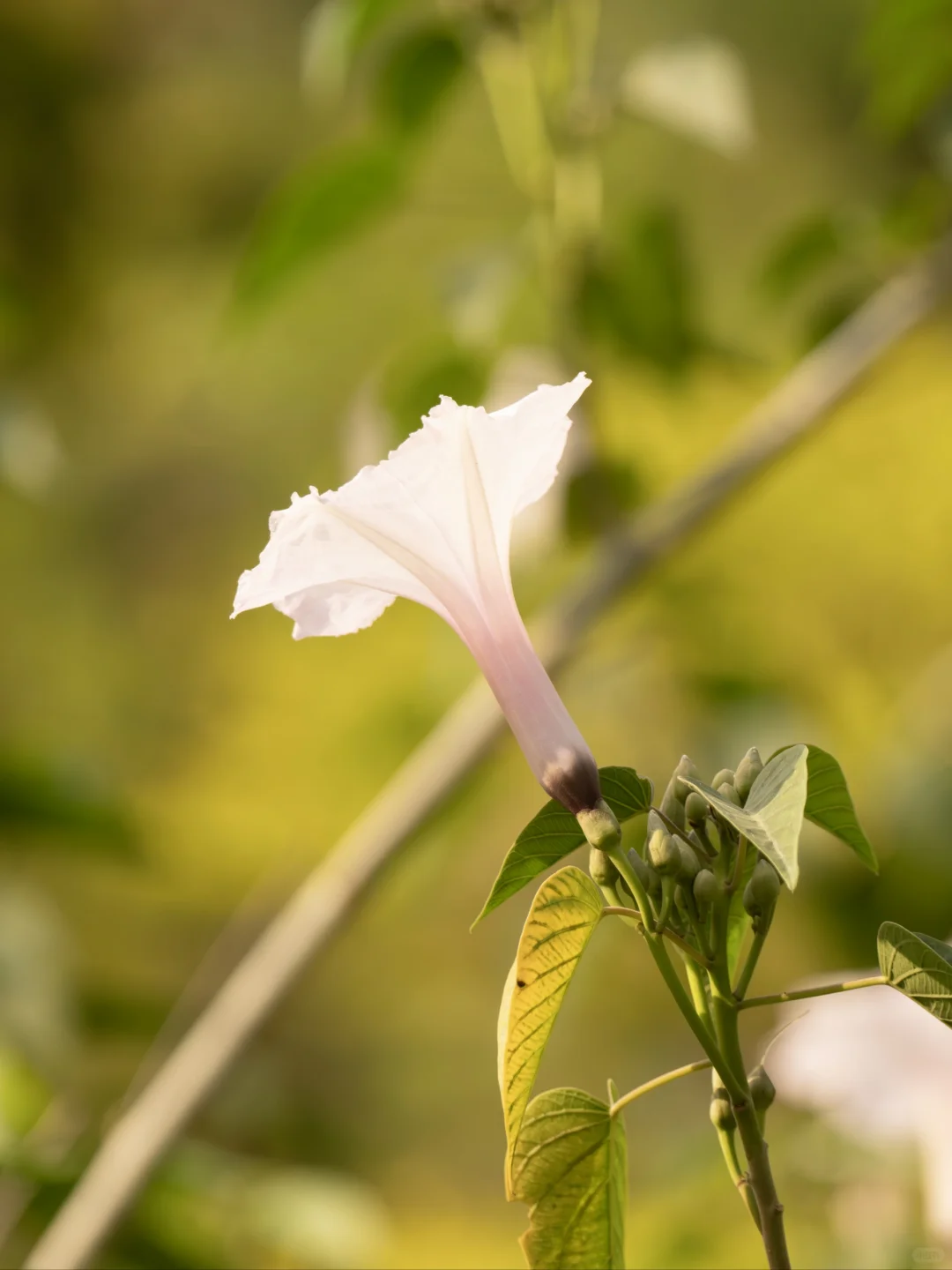 植物笔记476｜长成树的牵牛花