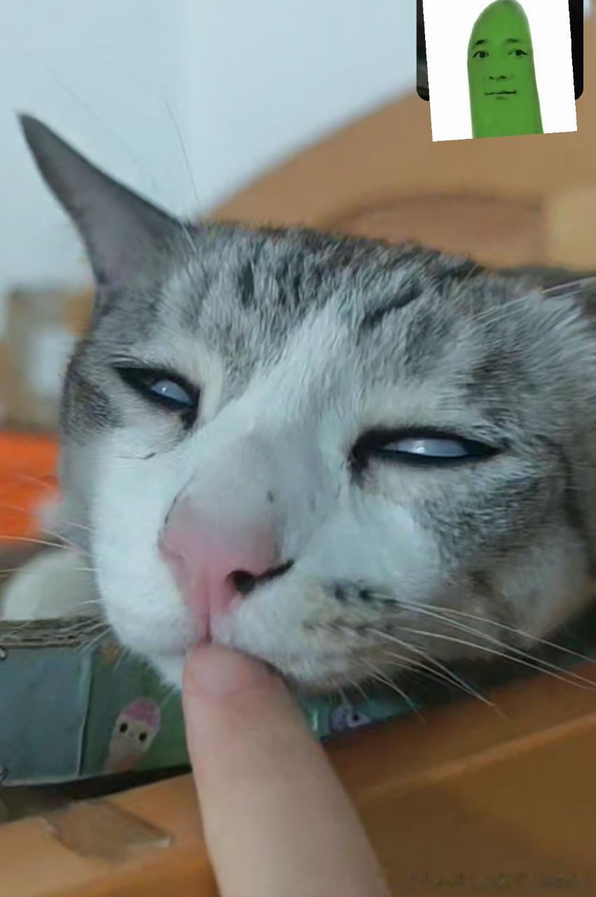 49070【丑猫】鬼迷日眼 