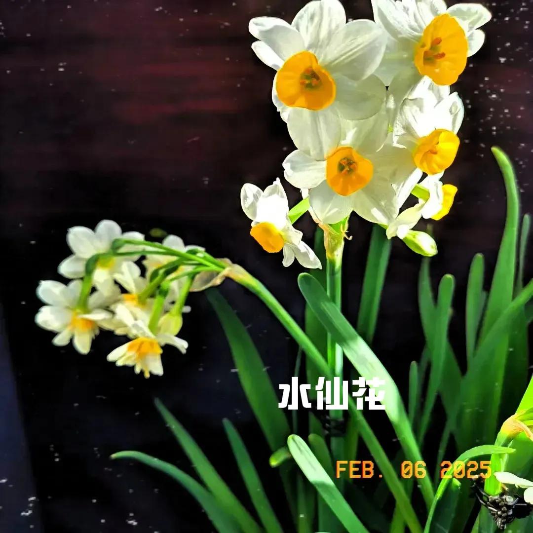 春日暖阳下，白色的水仙盛开了，极为美丽动人。
水仙花就像春天的精灵，每次看到它，