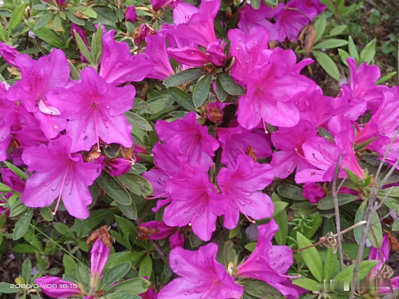 四月春风暖，鄂州花正艳，杜鹃映山红，不负好时光。