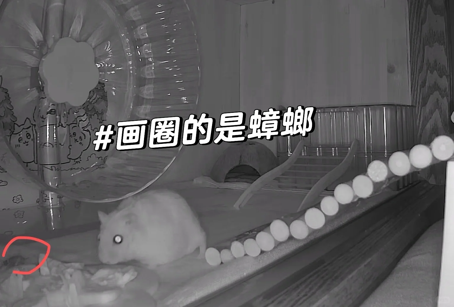 和蟑螂一起吃饭的仓鼠