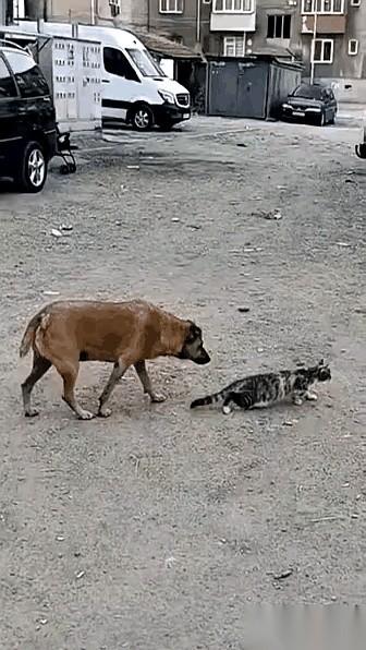 一个湿乎乎的鼻子，毫无征兆地顶在了它腰上。
前一秒，这只猫的整个世界里，只剩下三