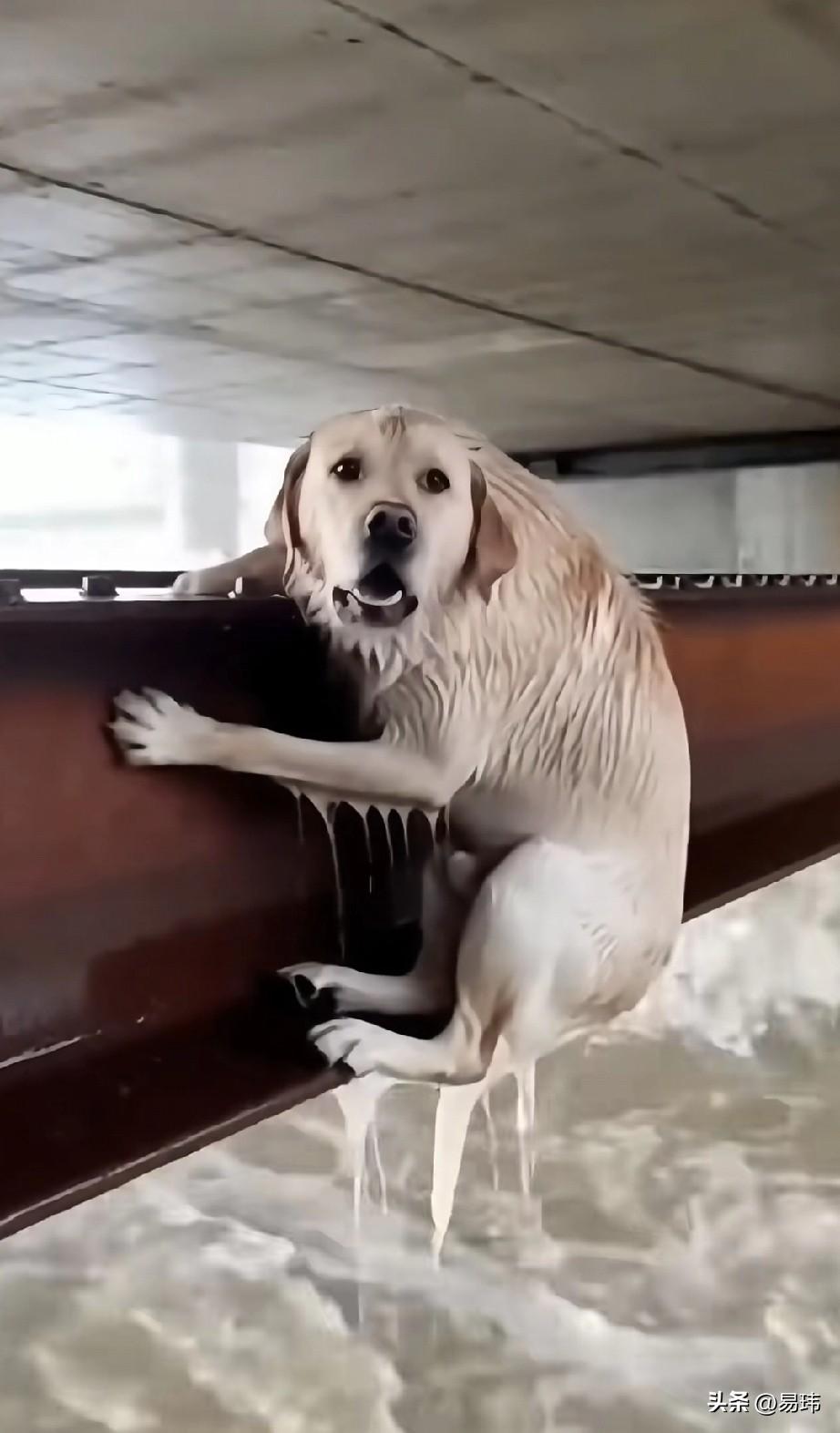 泪目了！一只流浪狗的家发生了大洪水，它不慎被冲入了波涛汹涌的洪流中，幸运的是在路