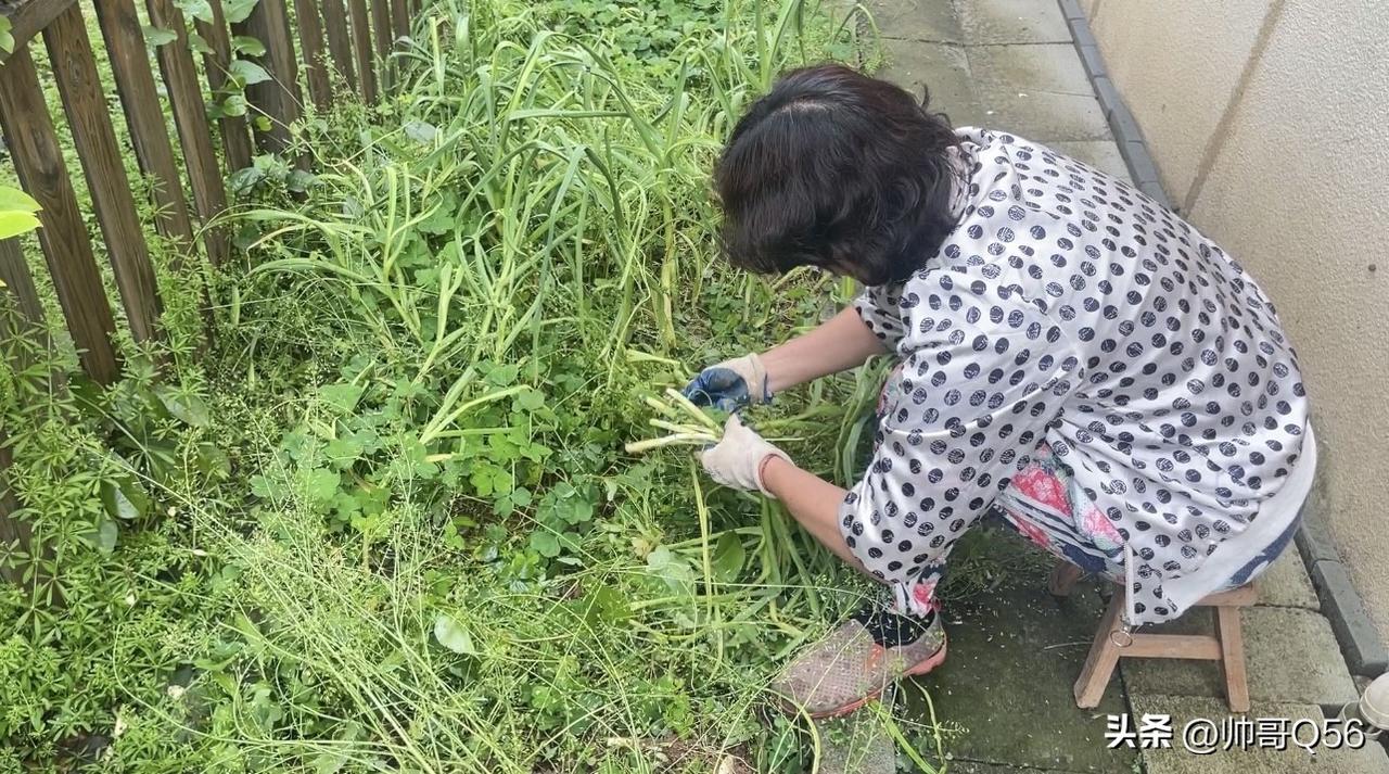 雨后天晴小院丰收，5块钱种下的野菜藏着惊喜，烟火气太治愈！
今天雨过天晴，院子里