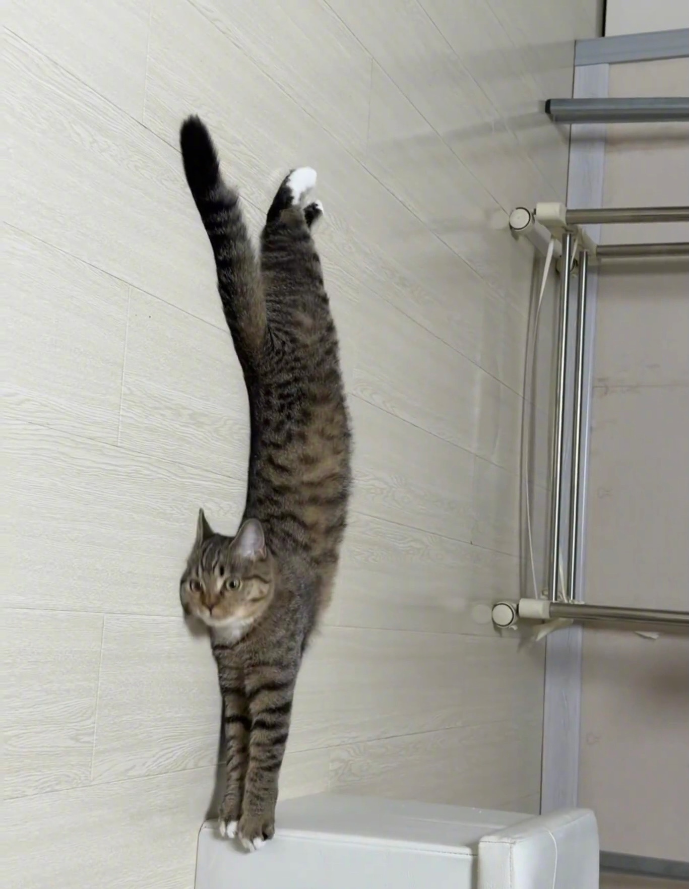 不知道，咪的身材很曼妙