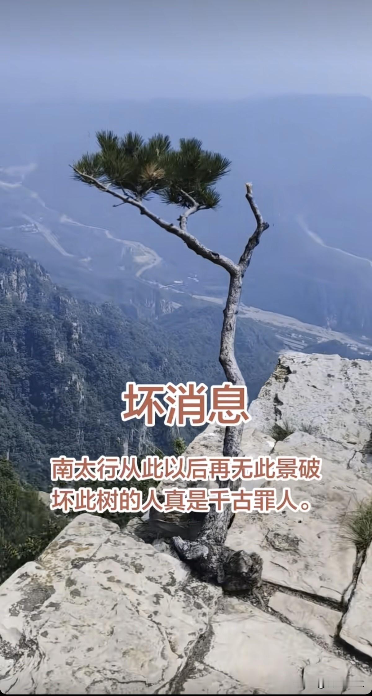 5月20日(报道)河南新乡，南太行消失的它！"山顶独苗”小松树被偷偷送回！徒步爱