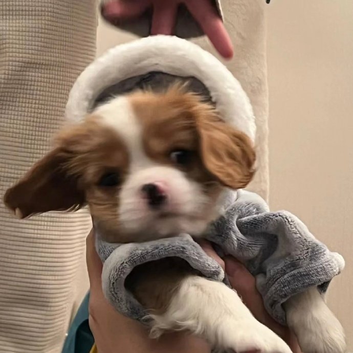 小狗会永远爱你 