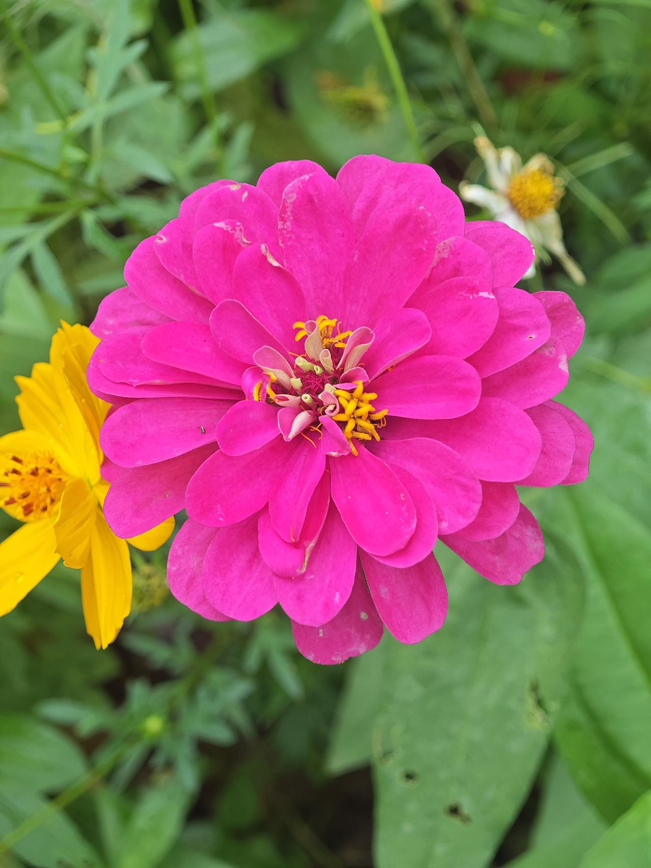 好多人分不清，这里其实是两种花混生：
细瘦羽毛叶、单层花瓣的是秋英（波斯菊，俗称