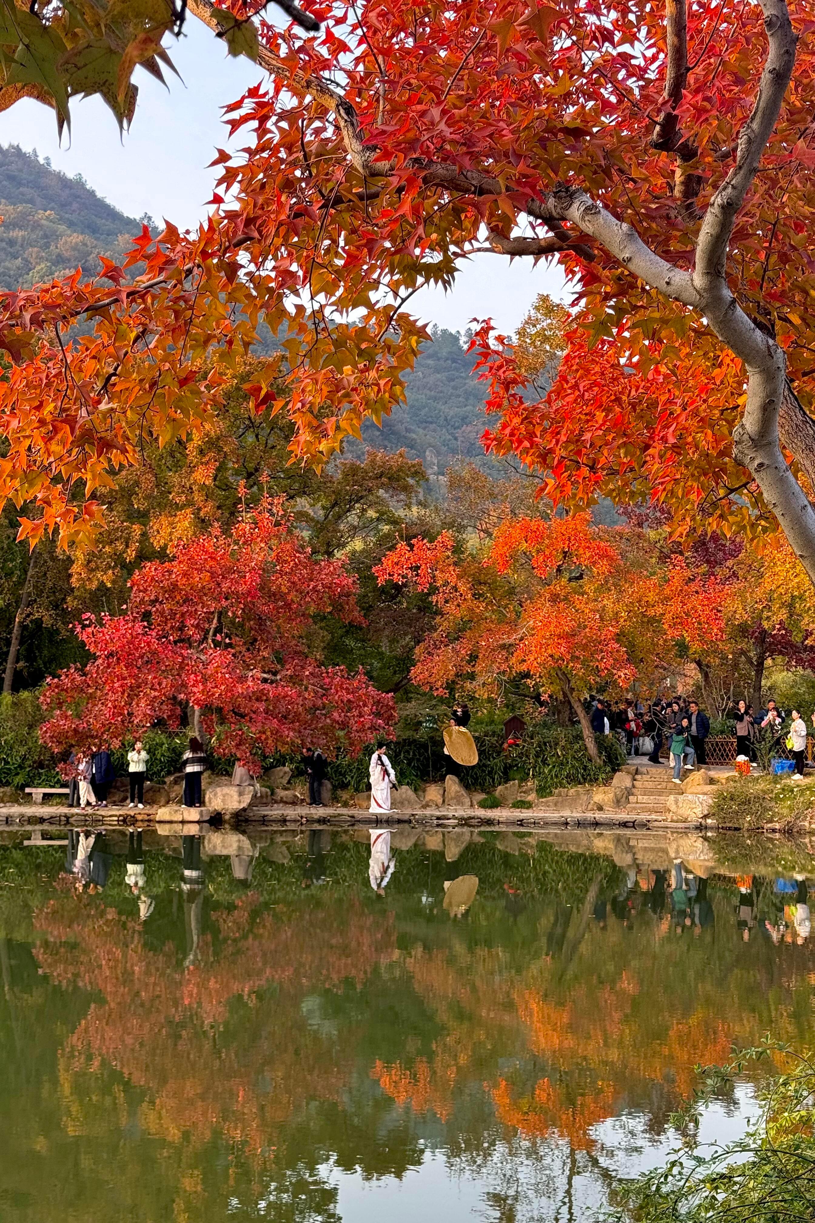 总有人离开了苏州，又在秋天回来！！！！！！！！！！！ 