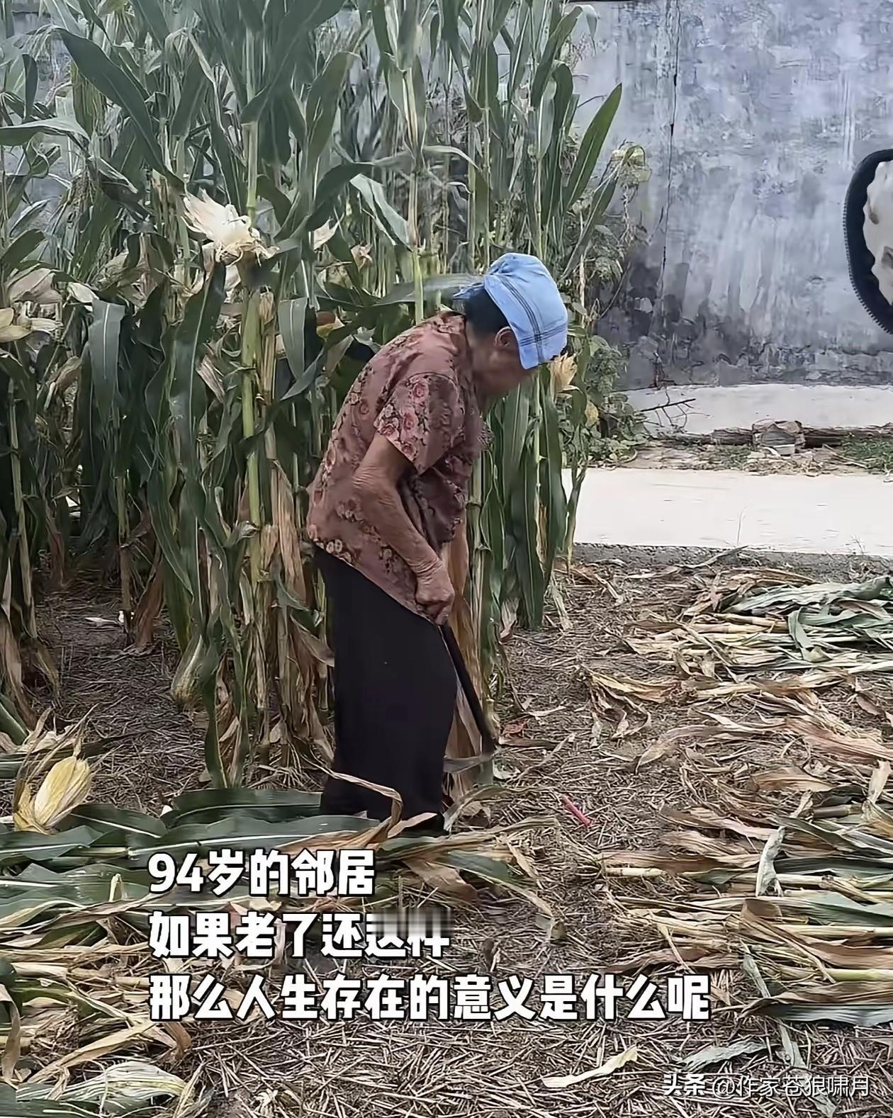 老人94岁了，还在地里劳作？这是掰过玉米之后砍玉米杆吗？网友发问:如果老了还这样