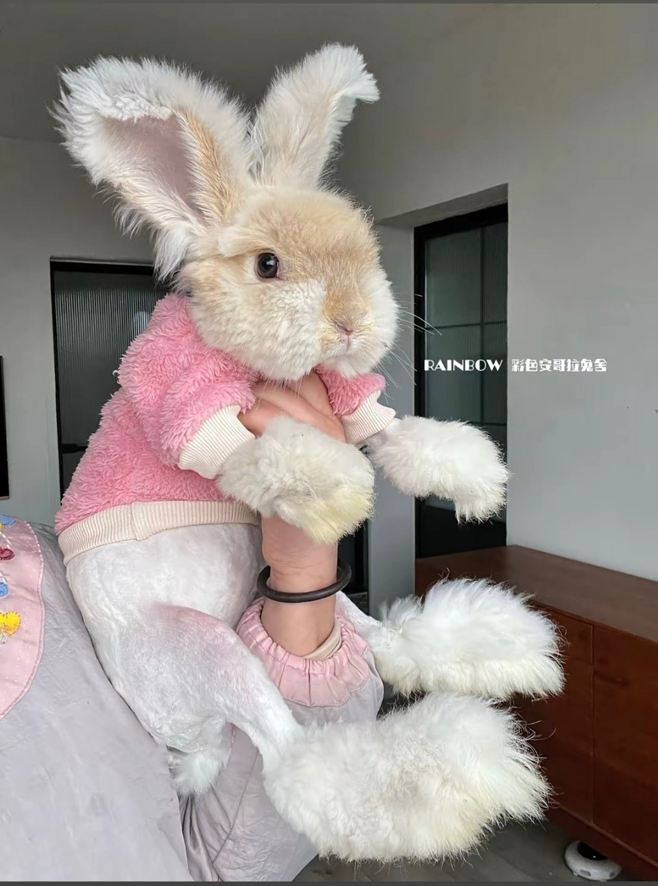 我应该不是无缘无故刷到安哥拉巨兔的！ 