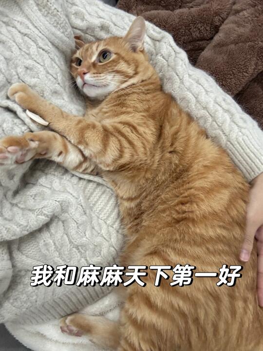 麻麻，我是不是你最爱的宝宝