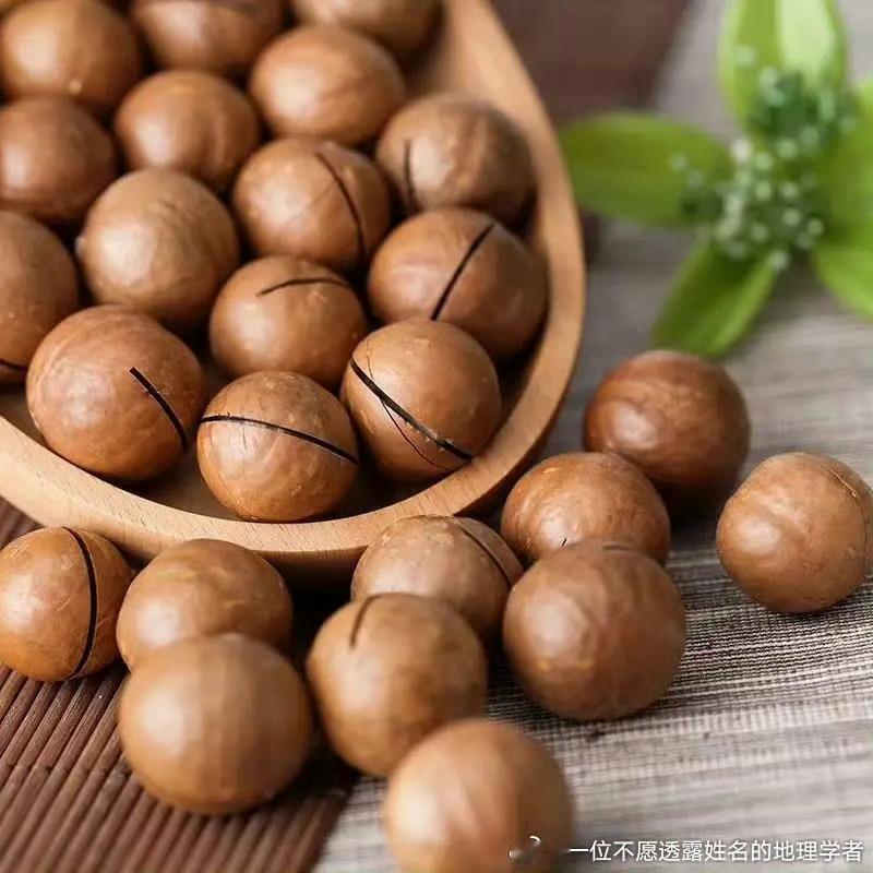澳洲坚果怎么成了广西特产 澳洲坚果因其独特的生长环境及气候条件，在广西得以良好种