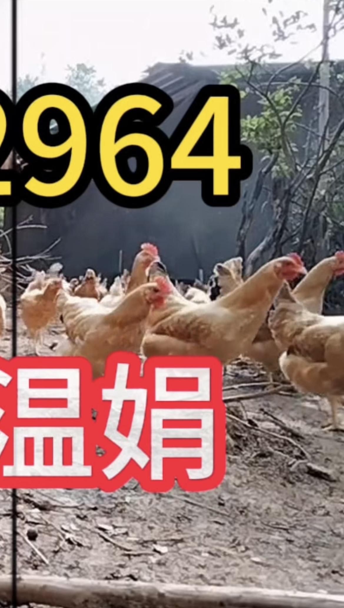 科学养鸡小妙招抖音养鸡人抖音三农热点 鸡病防治 服务三农支持三农