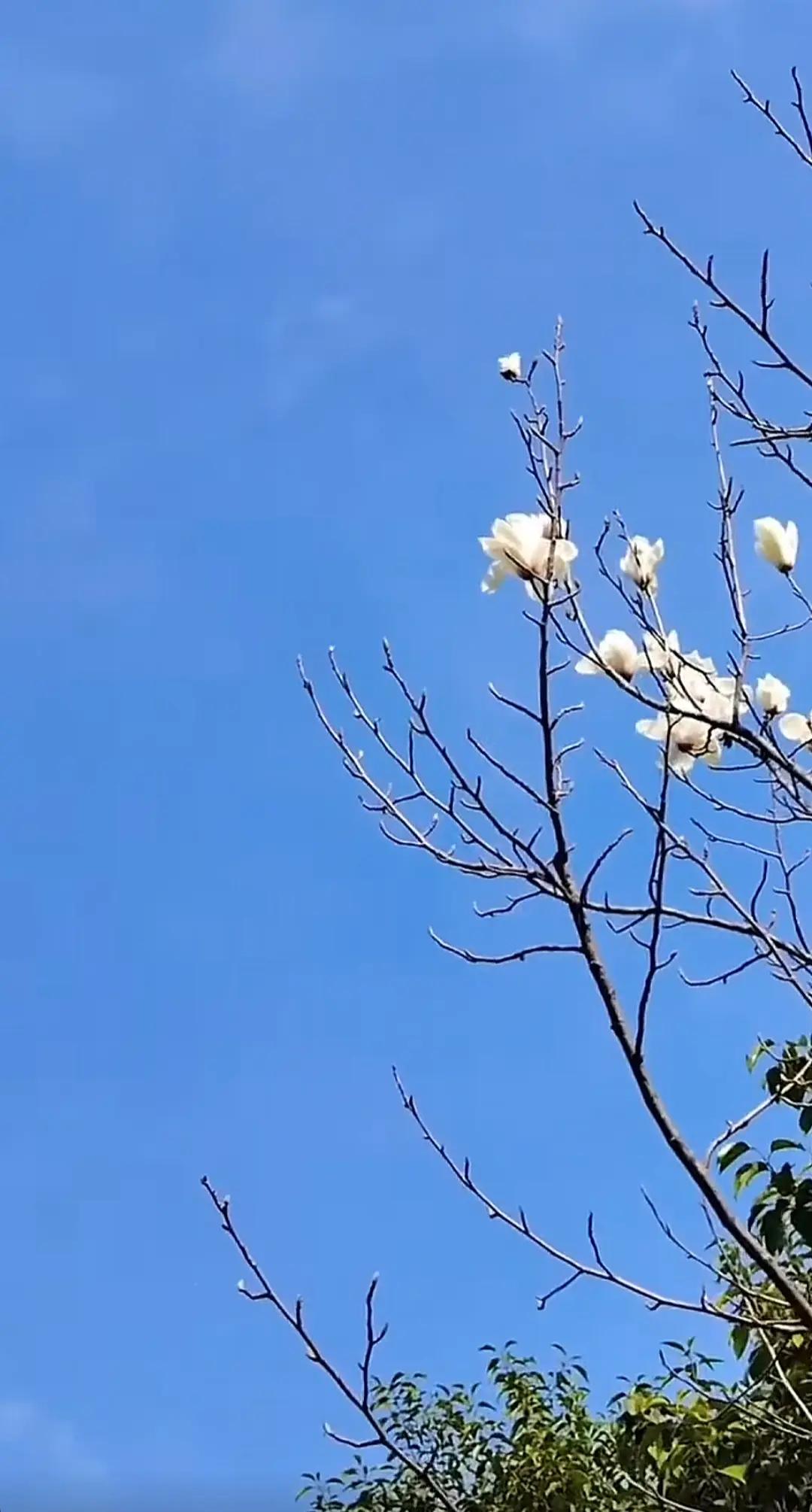春暖花🌸开，兖州的天也很蓝。自然风景随拍 享受大自然