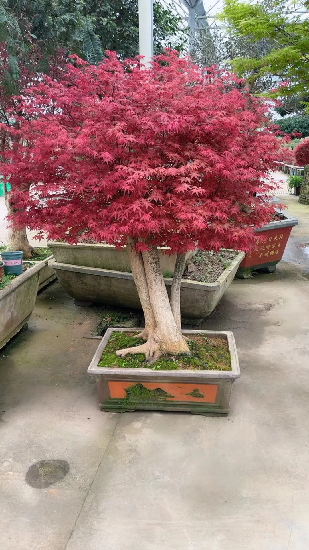 红枫