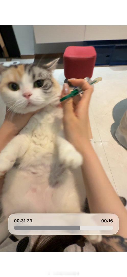 小猫咪快快好 好了妈妈天天给你吃冻干罐罐！！ 