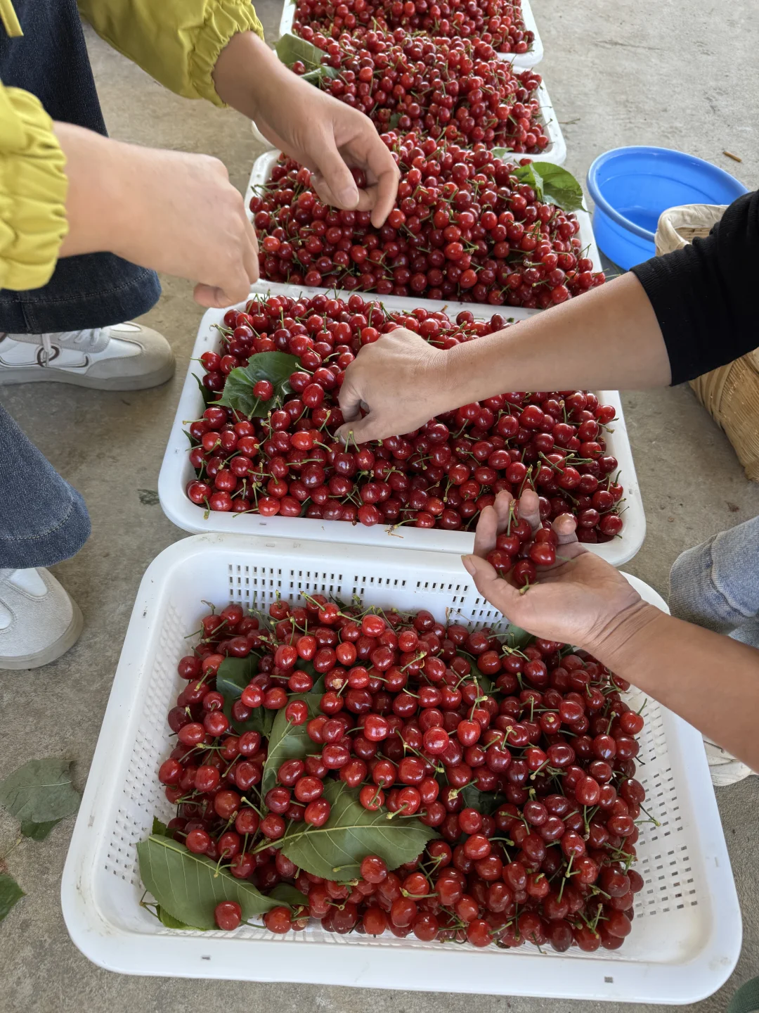 当着果农的面挑选，不合格的一律退回。