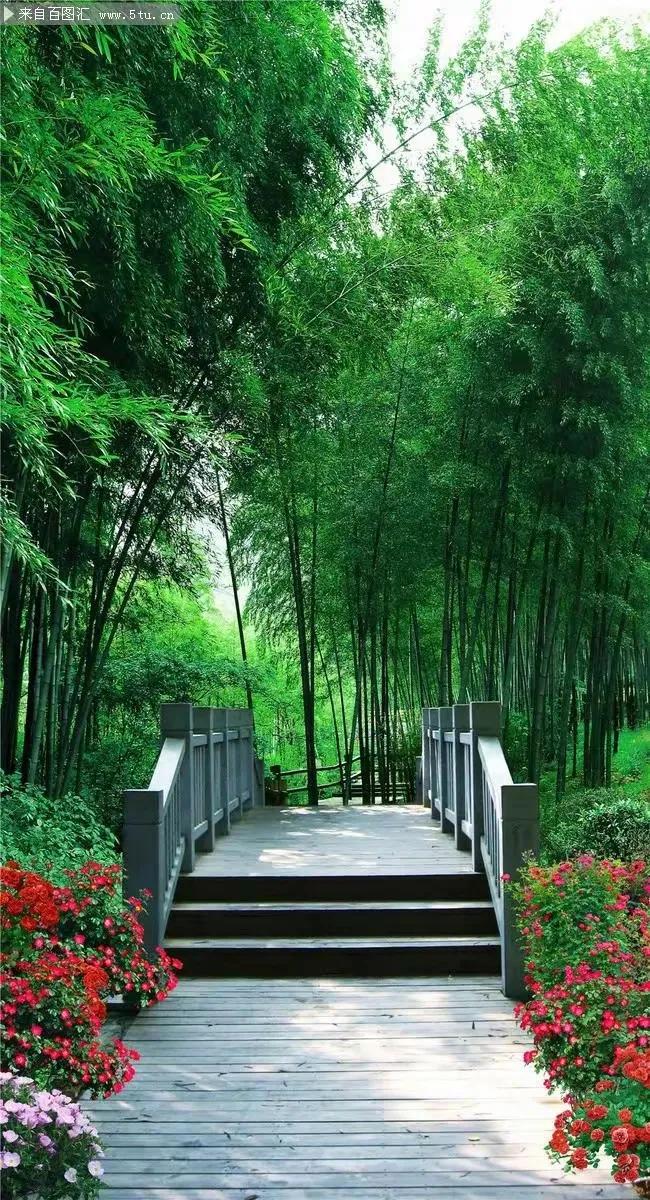 西苑繁花迷望眼，
东林秀竹枉凝眸。
网络图片