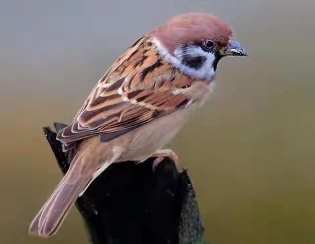 偶尔回来看看姥姥，姥姥给米吃.