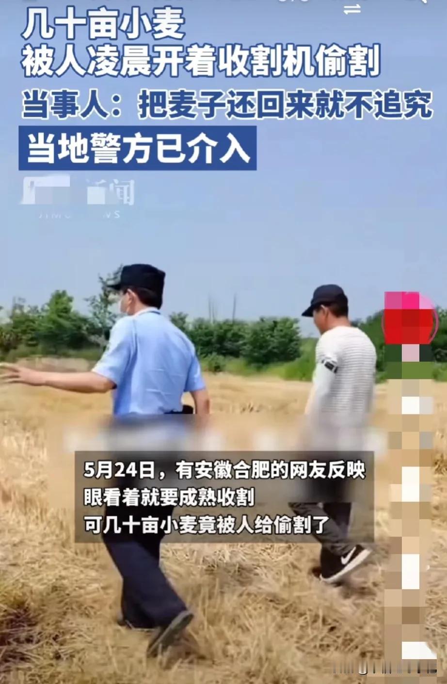 到了小麦收割的季节，几十亩小麦熟了，却被偷了
