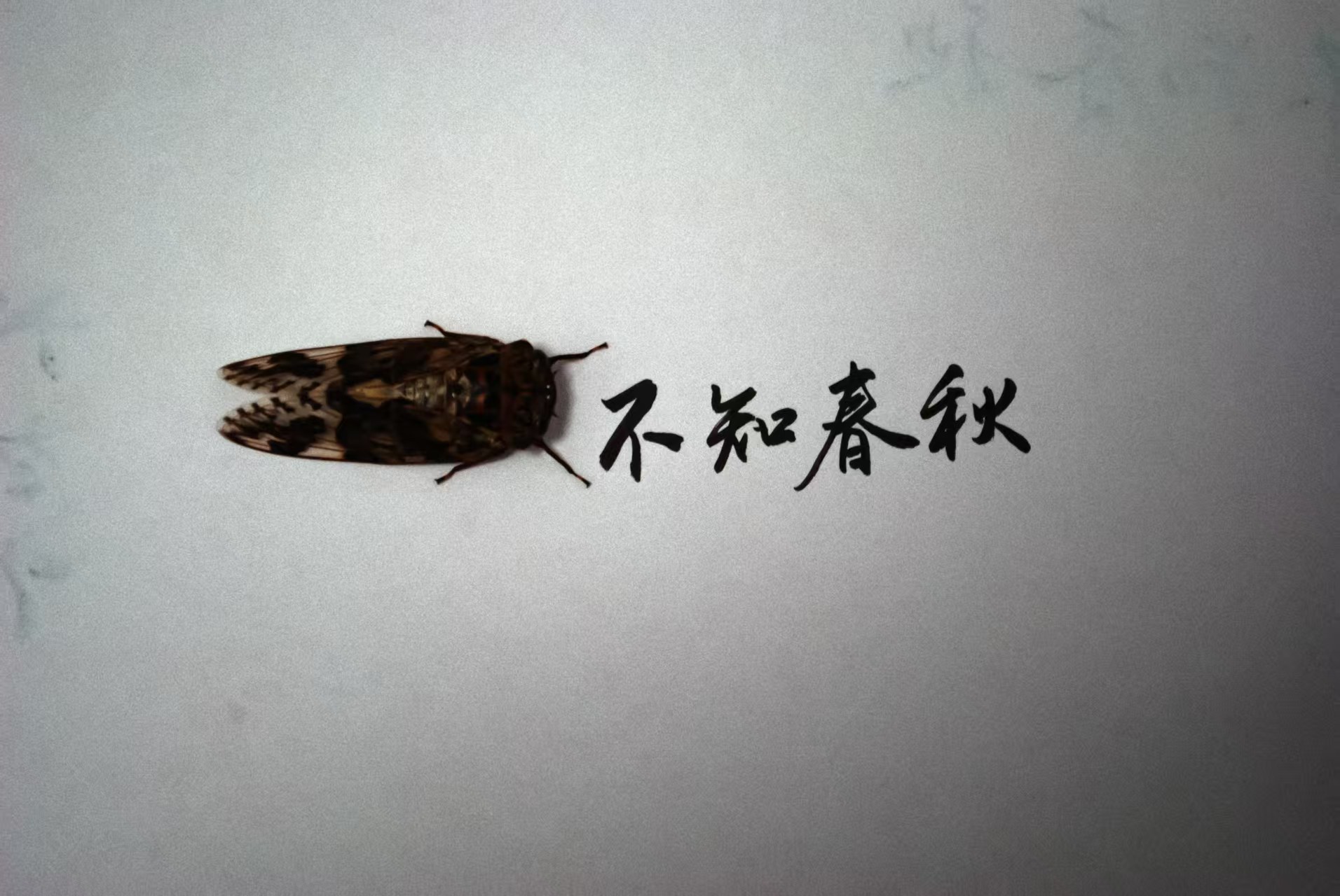 最有文化的一集 