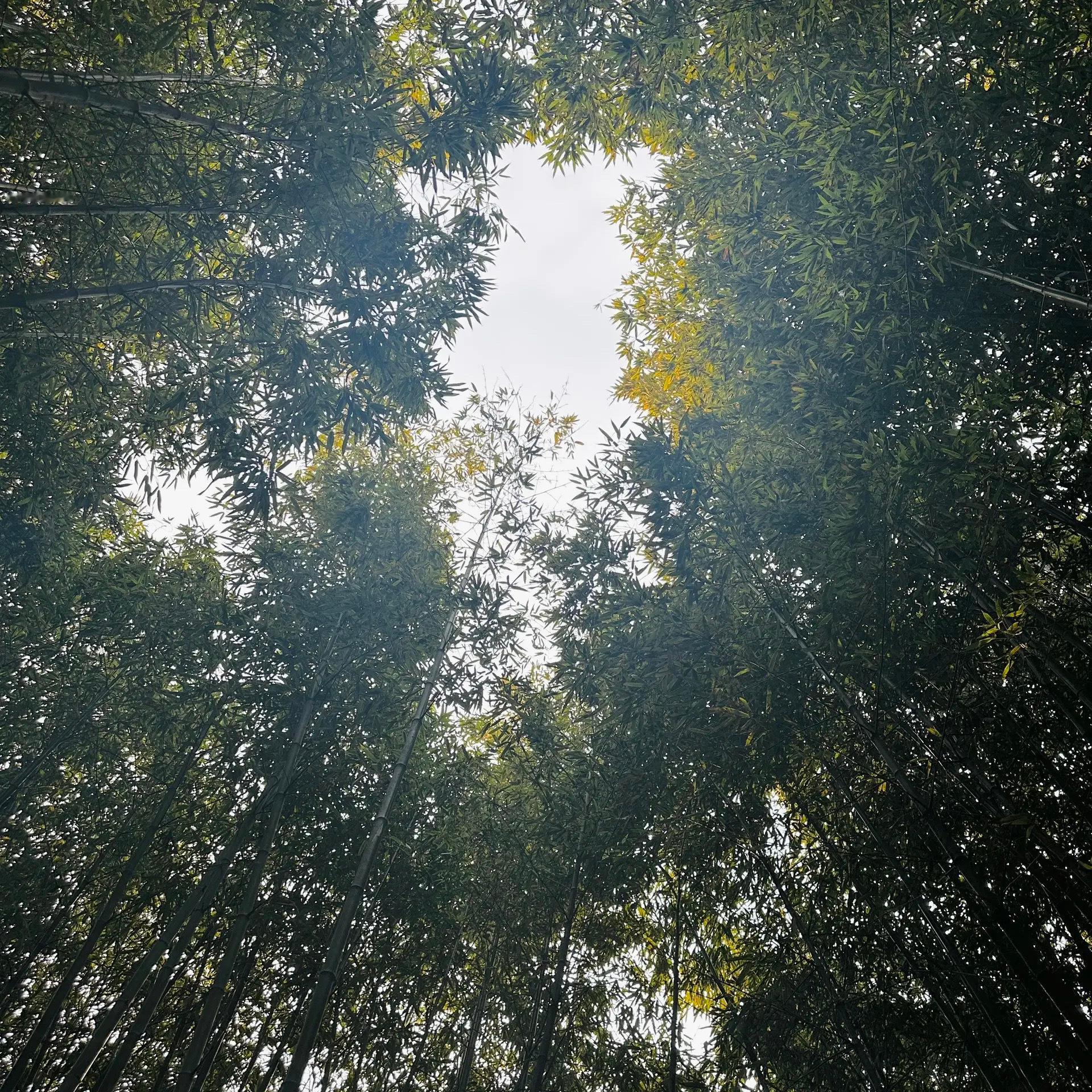 今天在泰安发现了宝藏——普照寺。六朝松苍劲挺拔，大雄宝殿庄严肃穆，随手一拍都是充