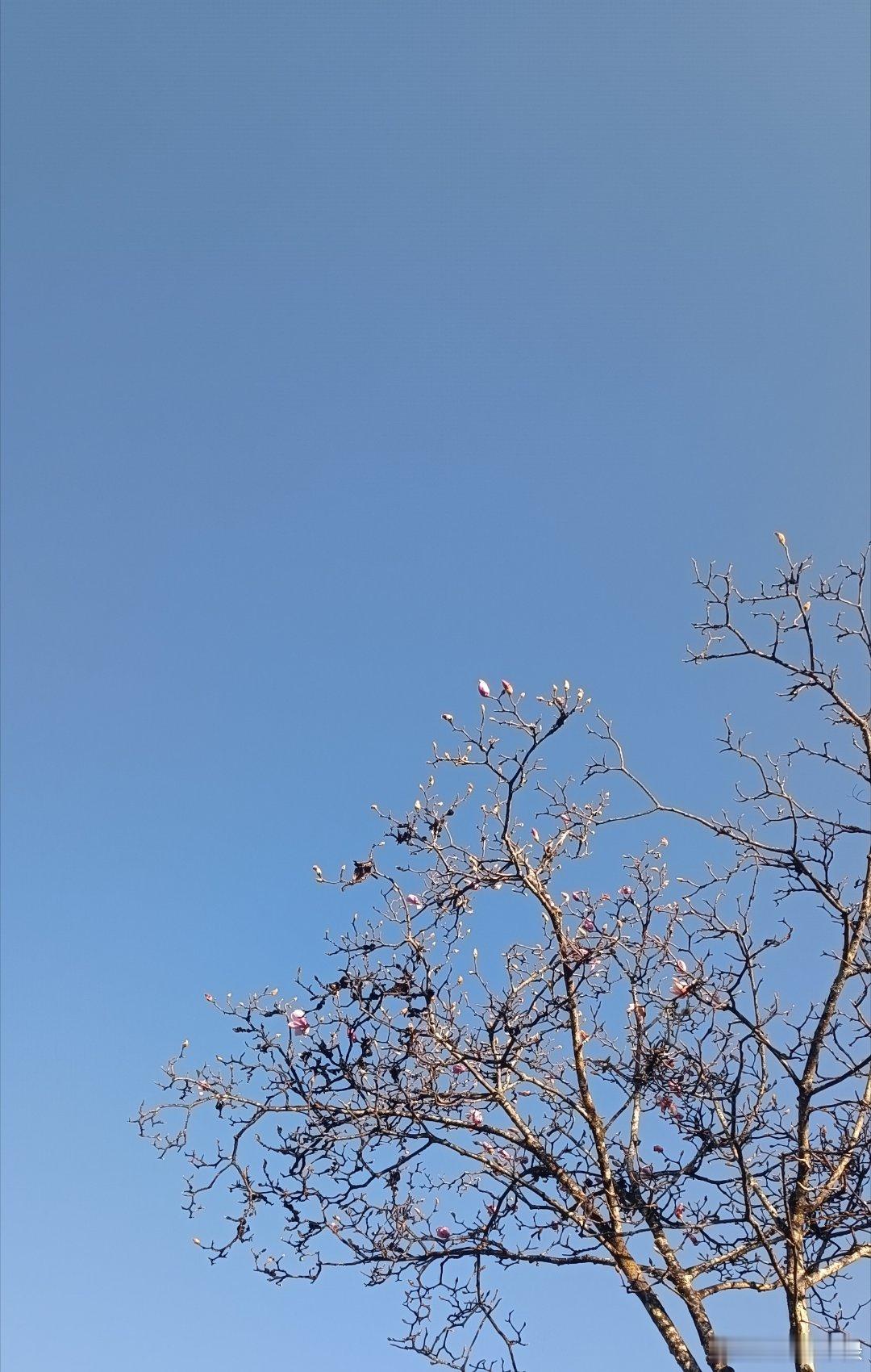 天气晴朗，那只黑天鹅对我充满了防备。 