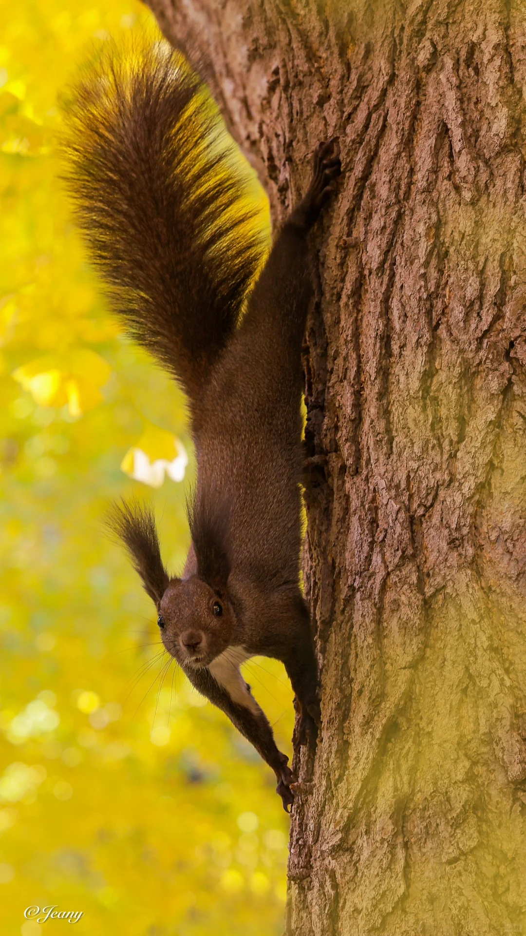 我拍到银杏叶与魔王松鼠🐿️同框📷