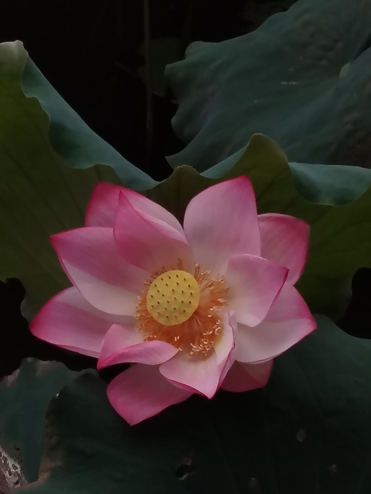 昨夜大风，今晨凉风习习，沿着荷塘踏步，耳边呼呼作响，水中荷花🪷静静地绽放。这一