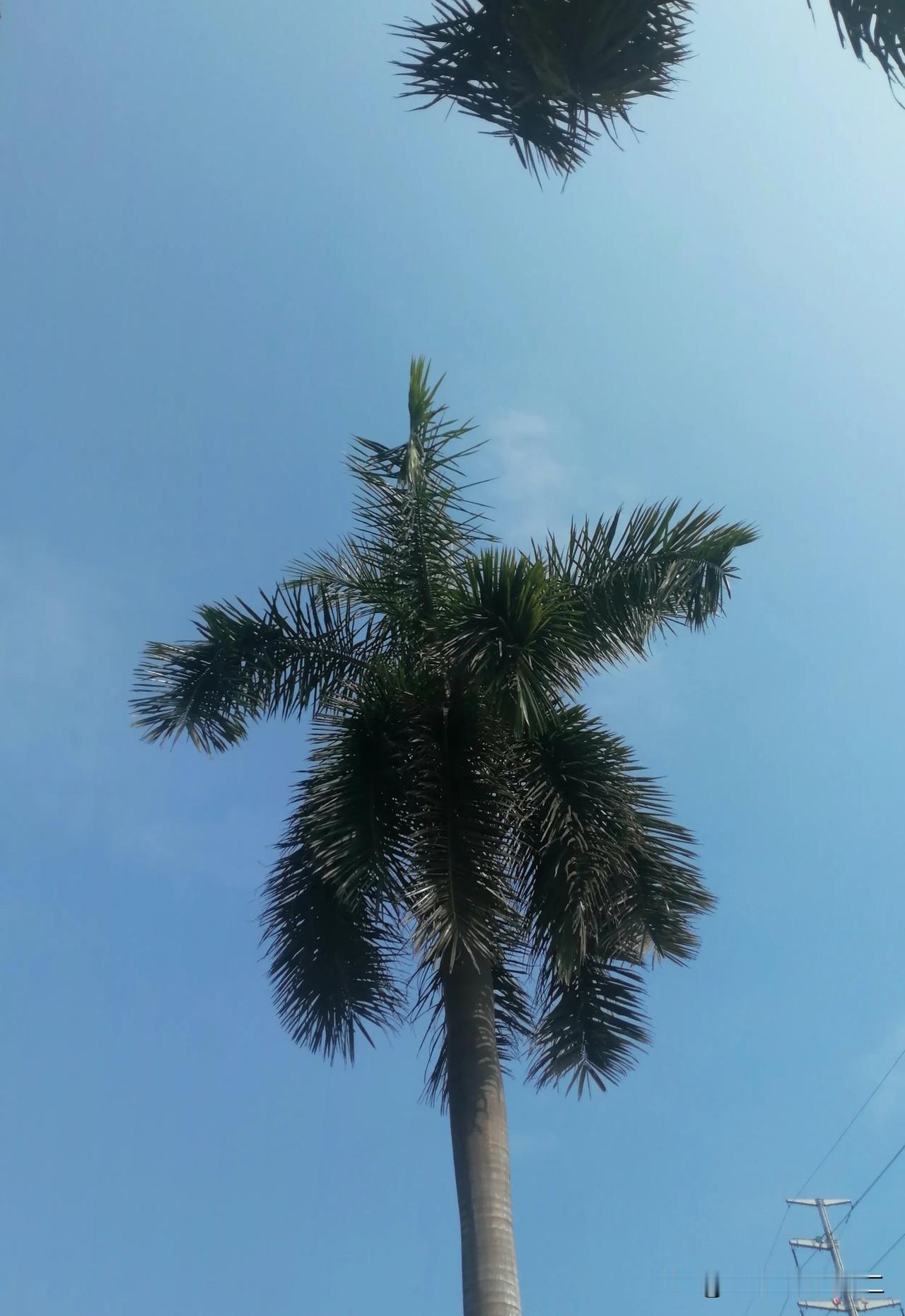 今天的节气是大雪，北方的朋友来看看今天在广东拍的照片，感觉还是夏天。
阳光洒下，