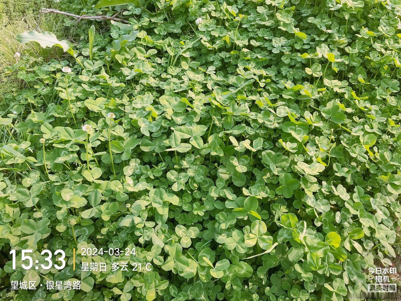 三叶草，四叶草，五叶草，幸运如你。#春天的味道 #感受大自然的气息和美景 #乡野