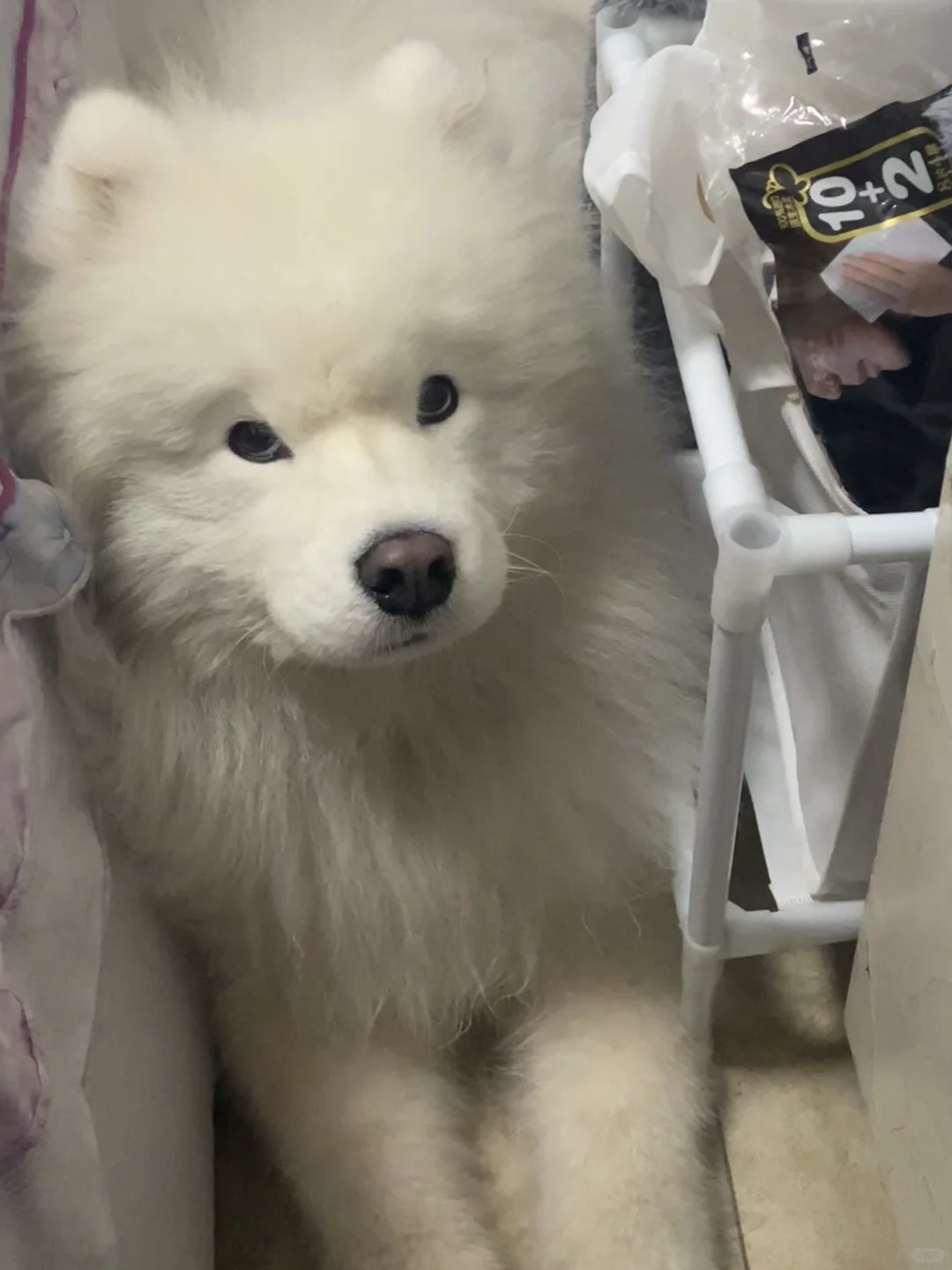 小狗挡着我出去了